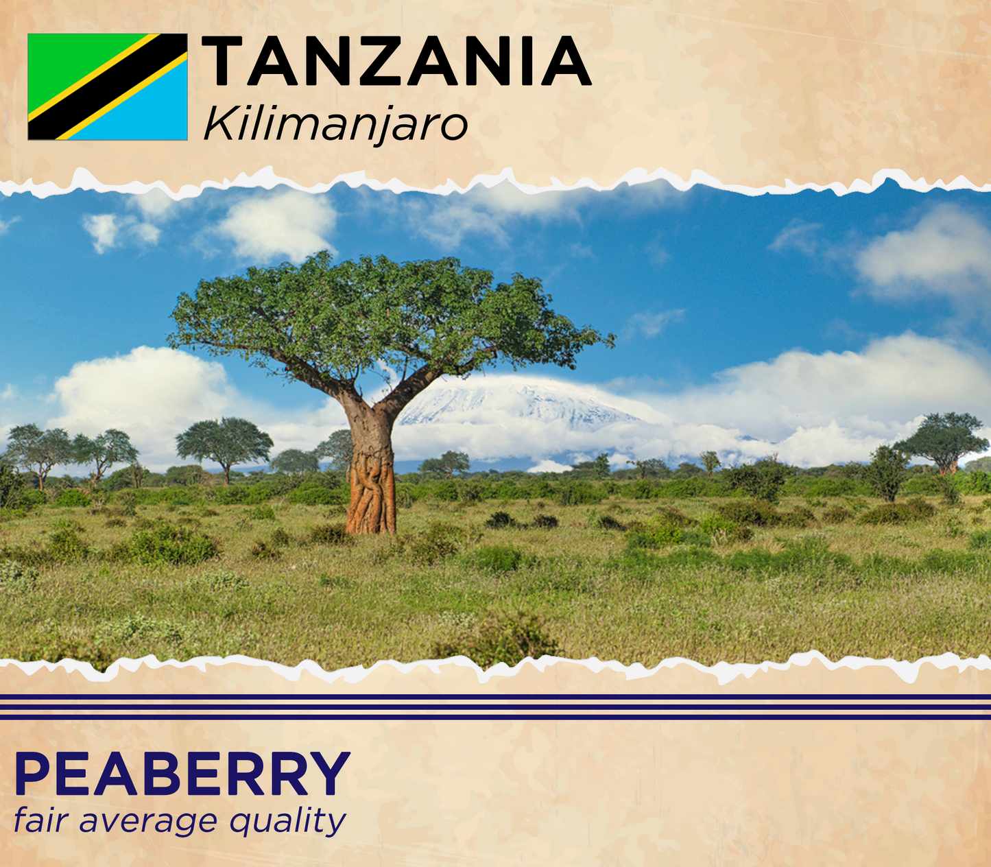 Tanzania Peaberry