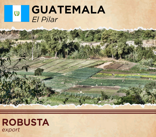 Guatemala Robusta