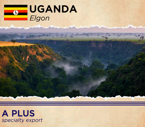 Uganda Mt. Elgon A+ Organic